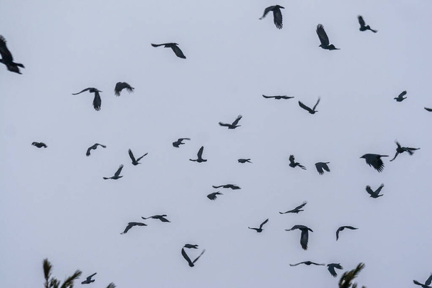 Vrány létající na zimní obloze - Fotografie, Obrázek