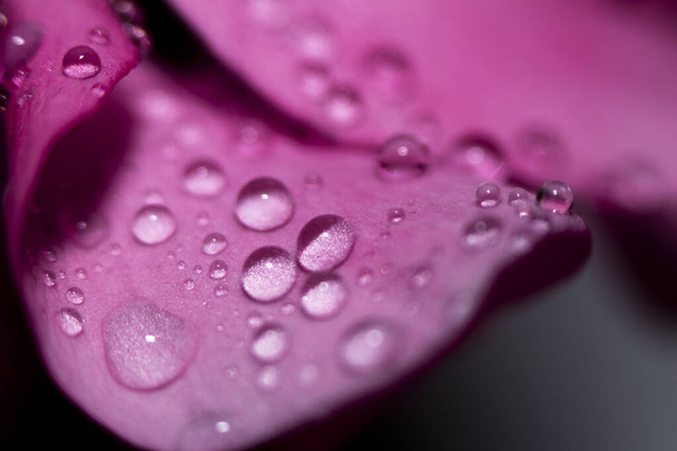 Gotas de agua sobre las hojas rosadas de una flor de cerca con un fondo oscuro. Enfoque selectivo. Concepto Spa. - Foto, Imagen