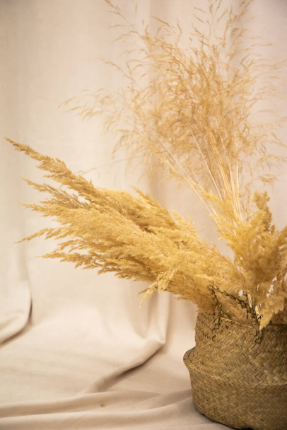 Close-up pampas grass on beige background with space for text - Foto, imagen