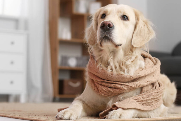Cute dog with warm scarf at home. Concept of heating season - Valokuva, kuva