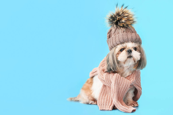 Cute dog in warm hat and with scarf on color background. Concept of heating season - Φωτογραφία, εικόνα