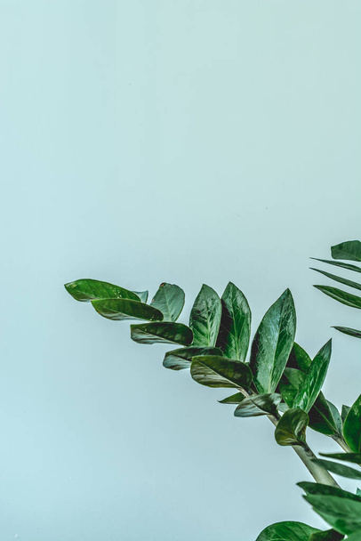 Green indoor plant Zamioculcas zamiifolia. Juicy, green branches of Zamioculcas zamiifolia on a light background. The concept of minimalism in the interior. Green leaves of the Zanzibar gem. Vertical - 写真・画像