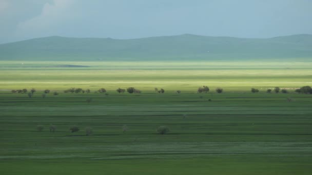Vast meadows of Central Asia. Characteristic continental terrestrial climate. Prairie moorland lowland meadow steppe wold field plain nature extensive shoreless unlimitedness immensity area plateau green tableland bare simple sparse grassland pasture - Footage, Video