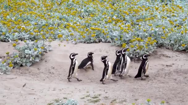 Un pequeño rebaño de pingüinos Chinstrap corriendo. Finalmente, se esconden en un pequeño arbusto de flores amarillas. - Metraje, vídeo