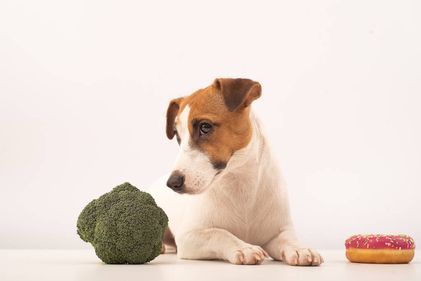 Dog jack russell terrier food choice. Food habits - Valokuva, kuva