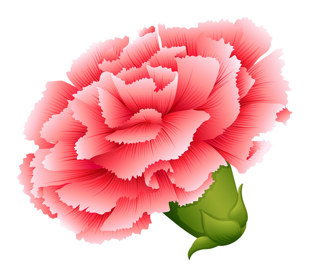 A fresh carnation pink flower - Vector, Image