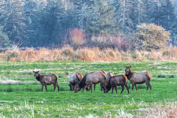 A Group of Elk (Cervus canadensis) at Sunset in Westport, WA - Foto, immagini