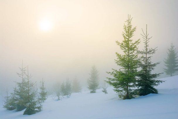 Bäume im Morgennebel auf einem schneebedeckten Hügel. schöne Winterlandschaft bei sonnigem Wetter - Foto, Bild