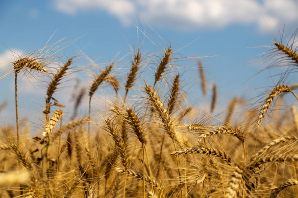 campo con espiguillas de trigo maduro. Foto de alta calidad - Foto, imagen