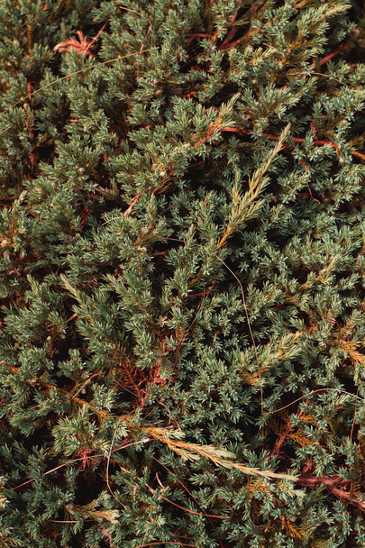 Kwiat teksturowane conifer tło widok z góry w dół. Wysokiej jakości zdjęcie - Zdjęcie, obraz