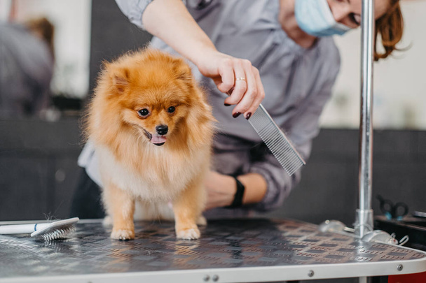 grooming dogs Spitz Pomeranian in the cabin. Professional care for the dog. - Photo, Image
