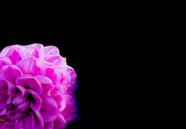 Όμορφο ροζ λουλούδι με μικρά πέταλα, απομονωμένο σε μαύρο φόντο και με copyspace. . Υψηλής ποιότητας φωτογραφία - Φωτογραφία, εικόνα