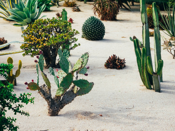 Kaunis trooppinen kaktuspuutarha, Israel - Valokuva, kuva