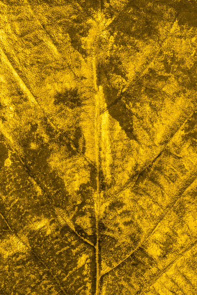 arany levelek luxus kártya tónusú trendi megvilágító sárga színű, közelről - Fotó, kép