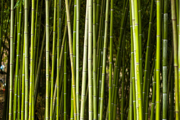 Papel de parede e fundo da natureza, árvores de bambu em Tbilisi jardim botânico. - Foto, Imagem