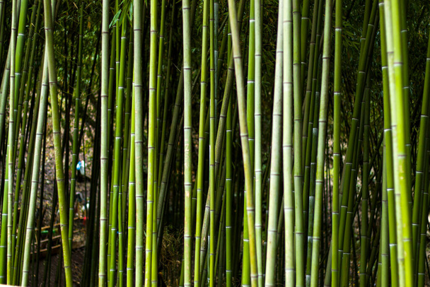 Tapety a pozadí přírody, bambusové stromy v botanické zahradě Tbilisi. - Fotografie, Obrázek