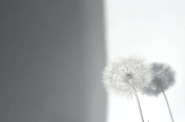 灰色の背景に白いタンポポの花序と影と創造的な夏のコンセプト。閉鎖 - 写真・画像