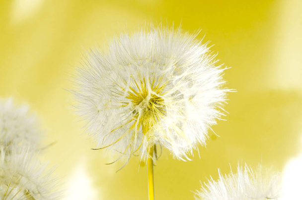 Dandelions brancos inflorescência no fundo iluminando. Conceito para fundo festivo ou para projeto. - Foto, Imagem
