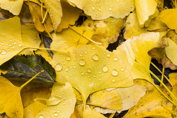 Осіннє листя білоби, осінньо-жовте листя гінкго, падіння роси та дощу
 - Фото, зображення
