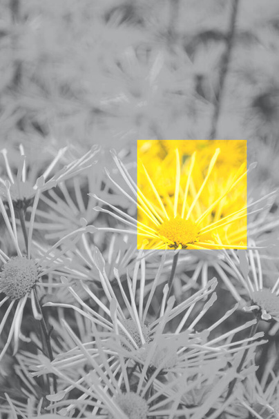 Fondo floral borroso. Cuadro gris de flores con cuadrado iluminador amarillo. Concepto de color del año. - Foto, imagen