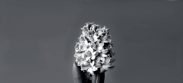 Concept festif de fleur de jacinthe en pleine floraison. Fête des femmes ou Saint-Valentin. Modèle de maquette de carte de vœux ou de conception de texte. Gros plan - Photo, image