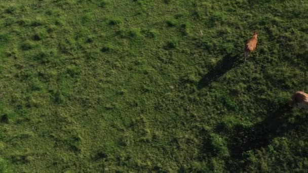 Felülről lőttek le két tehenet, amint egy mezőn esznek, vidéken. Kalibrálás és hatás nélküli videó. - Felvétel, videó