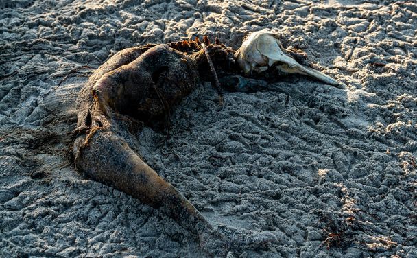Гниющий труп и череп маленького мертвого дельфина на пляже. Результат загрязнения океана. - Да. Высокое качество фото - Фото, изображение