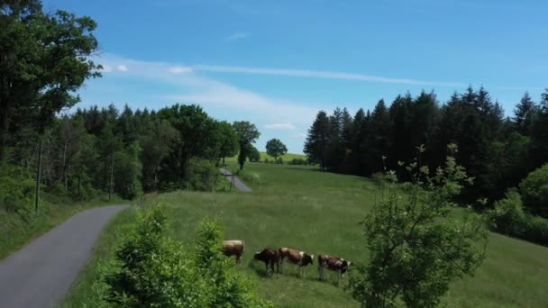 Tracking shot omijający grupę krów jedzących na polu, na wsi. Wideo bez kalibracji lub efektu. - Materiał filmowy, wideo