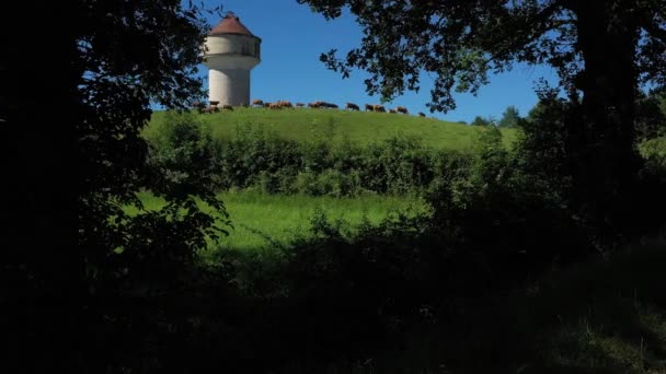Side tracking shot showing through the trees, a group of cows near a water tower, eating in a field, in the countryside. Video without calibration or effect. - Footage, Video