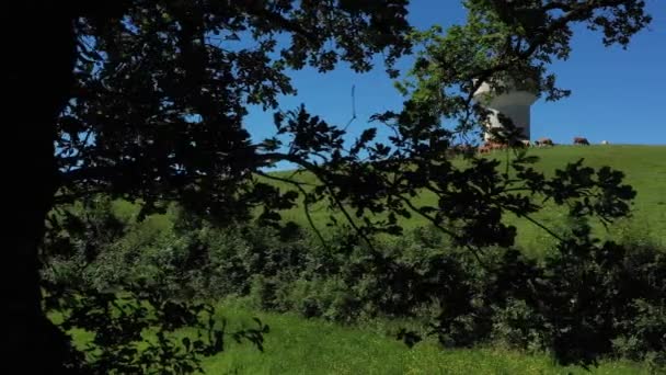 Ontdekking door de bomen, een groep koeien in de buurt van een watertoren, eten in een veld, op het platteland. Video zonder kalibratie of effect. - Video
