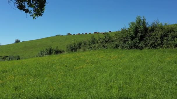 Следящий снимок показывает через деревья группу коров, поедающих поле в сельской местности. Видео без калибровки или эффекта. - Кадры, видео