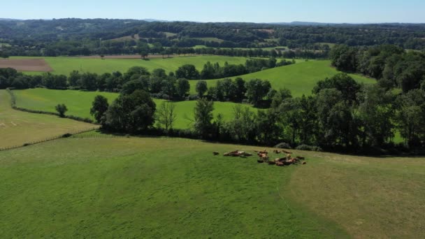 Voorwaarts volgen van een groep koeien die eten in een veld, op het platteland. Video zonder kalibratie of effect. - Video