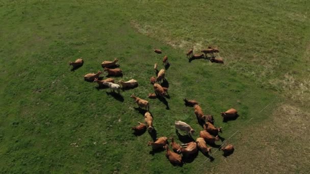 Passage au-dessus d'un groupe de vaches mangeant dans un champ, à la campagne. Vidéo sans calibrage ni effet. - Séquence, vidéo