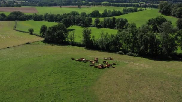 Amplio seguimiento hacia adelante hacia un grupo de vacas que comen en un campo, en el campo. Video sin calibración ni efecto. - Metraje, vídeo