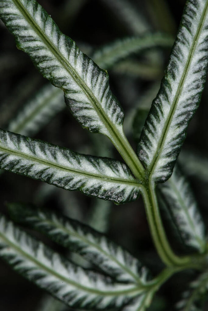 Leaves of the Silver Lace Fern, Sword Brake Fern, or also called Slender Brake Fern (Pteris ensiformis) - Foto, immagini