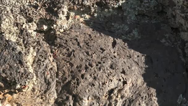 Katı hale getirilmiş Lava Igneous Kayası. Bazalt süngerimsi yapı. Gözenekli ve kırık taşlar. Donmuş gibber reg jeoloji regülatörleri.. - Video, Çekim