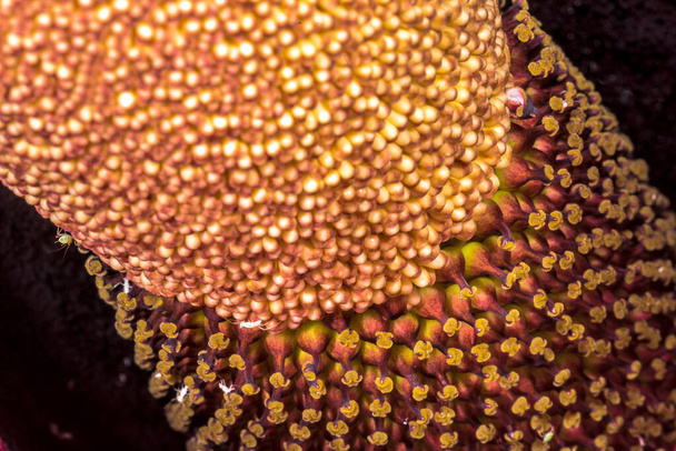 Flower of Voodoo Lily (Amorphophallus spec.) - Foto, immagini