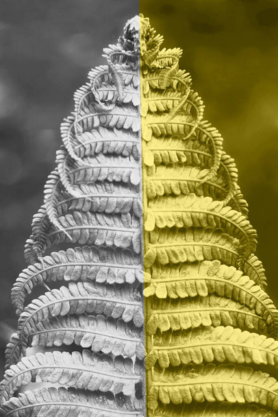 Detailní záběr kapradinového listu tónované žluté a šedé. - Fotografie, Obrázek