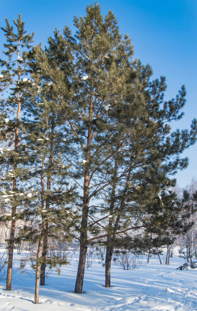 Coniferous trees pines in a winter forest or Park, Sunny frosty day, vertical frame - Фото, зображення