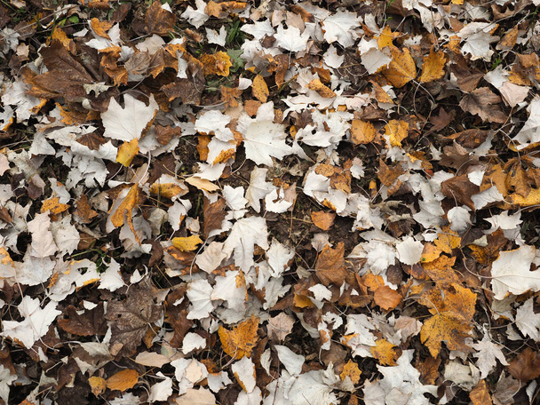 hnědý podzim opustí užitečné jako pozadí - Fotografie, Obrázek
