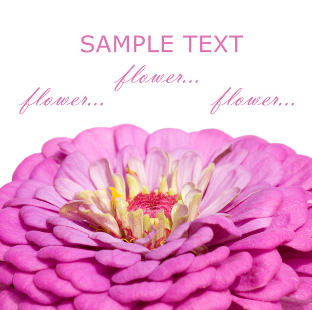 Close up of a pink flower - Foto, imagen