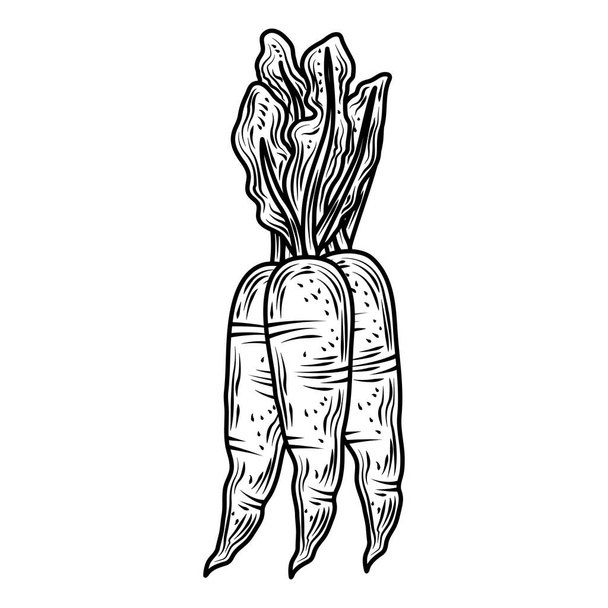 vegetable carrots fresh organic food, hand drawn style icon - Vector, afbeelding