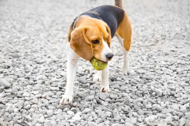 cão beagle com bola na boca
 - Foto, Imagem