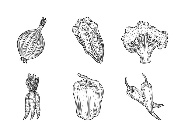 レタス玉ねぎブロッコリー山椒野菜新鮮な有機自然、手描きスタイル - ベクター画像