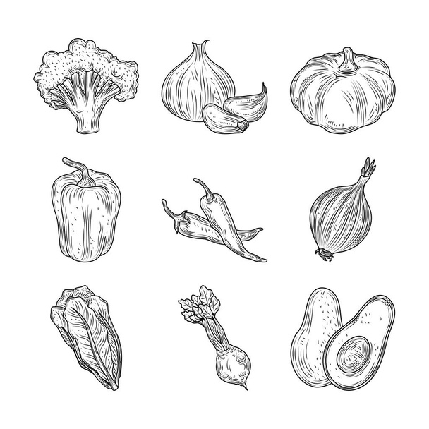 broccoli pepper garlic onion carrot beet vegetables fresh organic nature, hand drawn style - ベクター画像