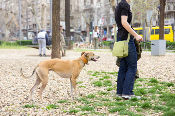greyhound playing in park - Foto, Imagem