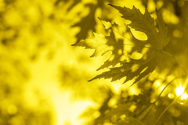 Colore illuminante 2021, foglie d'autunno dorate bakcground - Foto, immagini