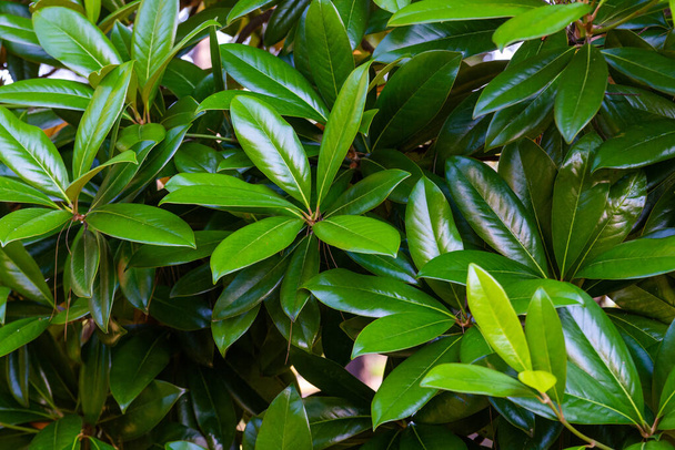 Magnolia hojas verdes en el jardín. Hojas fondo. - Foto, imagen