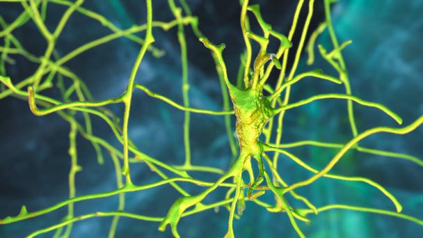 Neuronen, Gehirnzellen, die sich in den Pons Varolii des menschlichen Gehirns befinden, 3D-Illustration - Foto, Bild