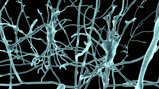 Neurônios, células cerebrais, localizados nos pons Varolii do cérebro humano, ilustração 3D - Foto, Imagem